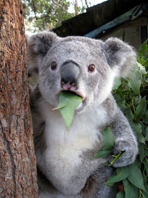 Koala can't believe it