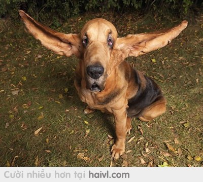 Cho em hỏi đây là giống chó gì đây ạ :-?