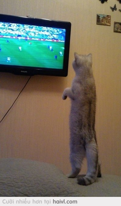 Đến mèo cũng đam mê World Cup <3