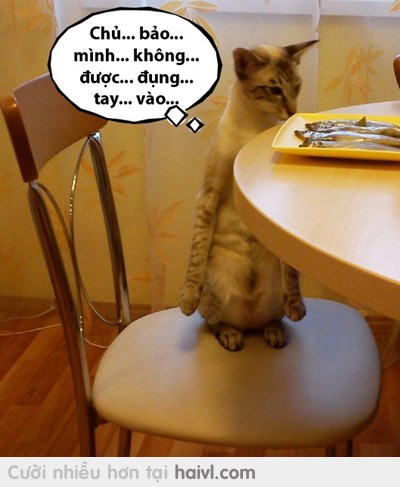Đúng như mệnh lệnh