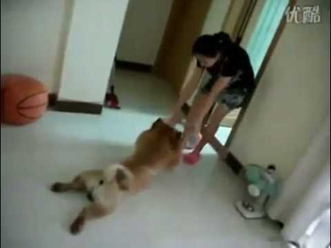 1 em xinh tươi giả chết vì sợ đi tắm :D