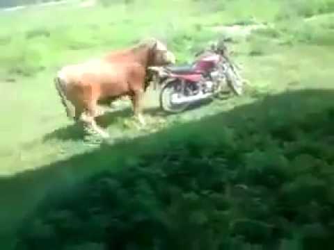 Bò nhảy Tango với xe máy :v