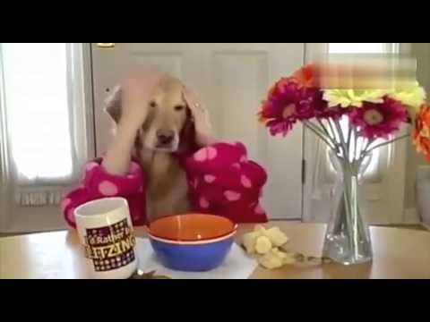 Chán làm người, thử cảm giác làm Chó nghịch chơi vậy :v