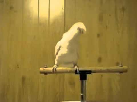 Quẩy lên nào các bạn ơi !! FreeStyle phiên bản Tờ Rim :D